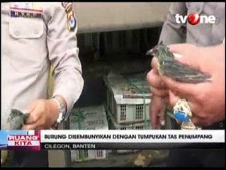 Ratusan Burung Diselundupkan di Bagasi Bus