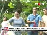 Puluhan Kakatua Jambul Kuning Dilepas ke Alam Liar