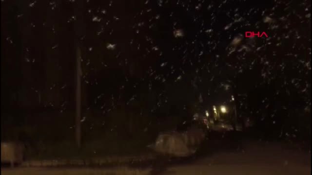 Ardahan Kelebeklerin Ölüm Dansı