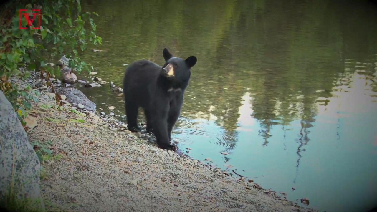 Bear Attacks and Injures 10-Year-Old Boy in Yellowstone National Park