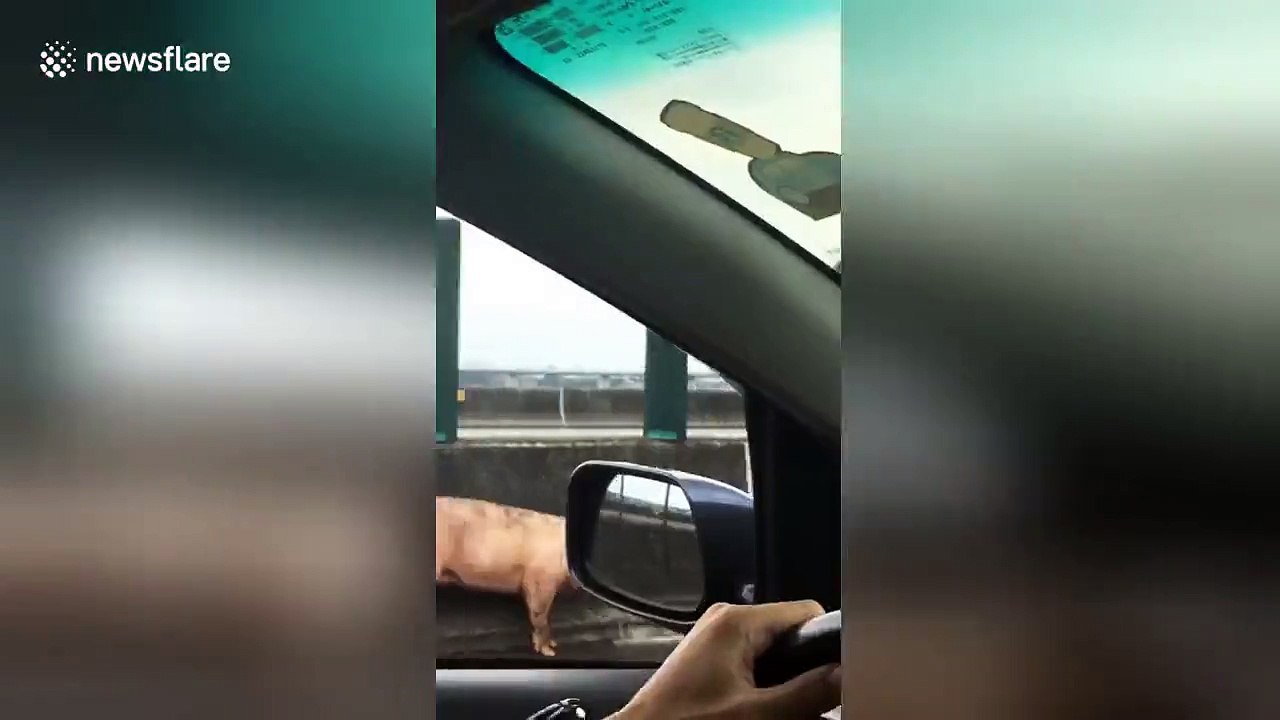 Runaway pig caught on motorway, adopted by highway worker