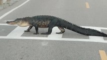 Alligator Uses Crosswalk to Cross Road