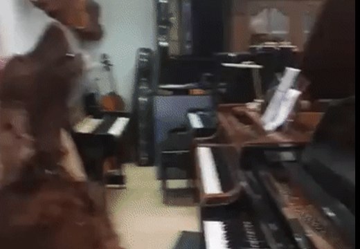 Red Setter Sings the Blues During Paw-Fect Piano Performance
