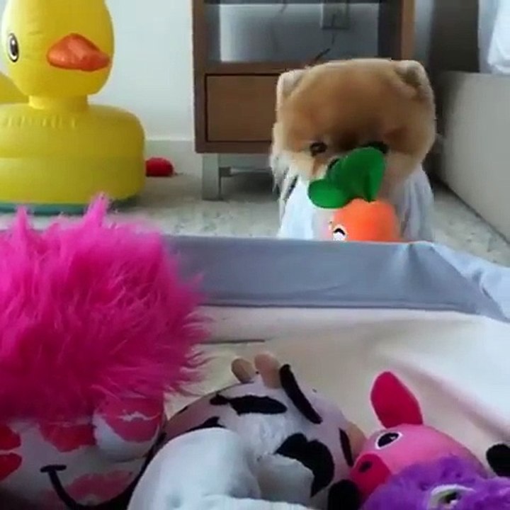 my dog likes to collects toys in the room
