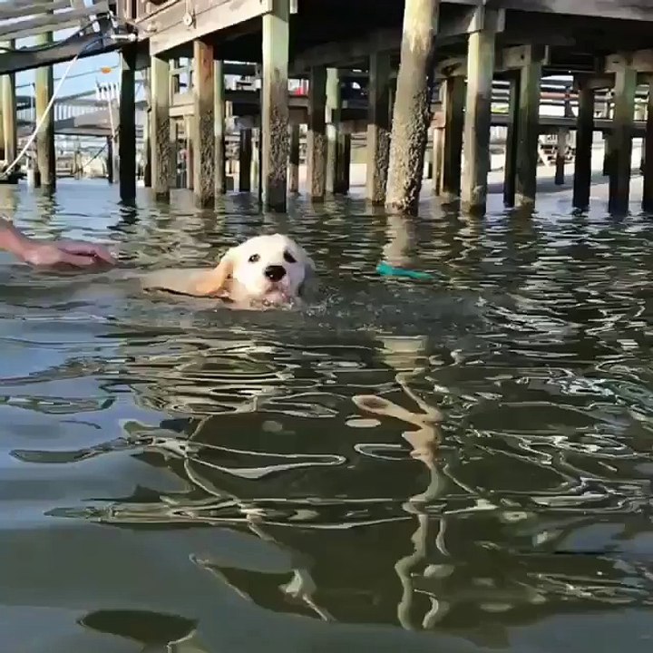 my dear cute puppy swim in the river with me