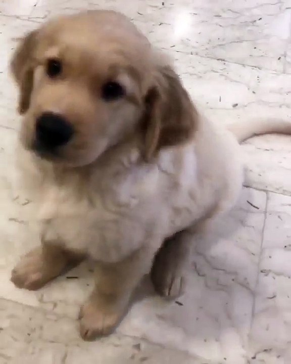 my cute puppy listen to me and my orders