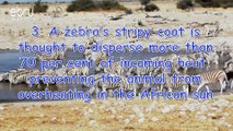 Wild Facts About Zebras