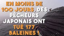 En trois mois, 177 baleines ont perdues la vie à cause des pêcheurs japonais !