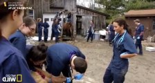 Vet School S01 - Ep07 Race For Hope HD Watch