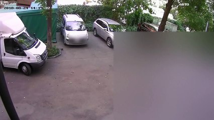 Ce rat attrape un pigeon marchant au sol !