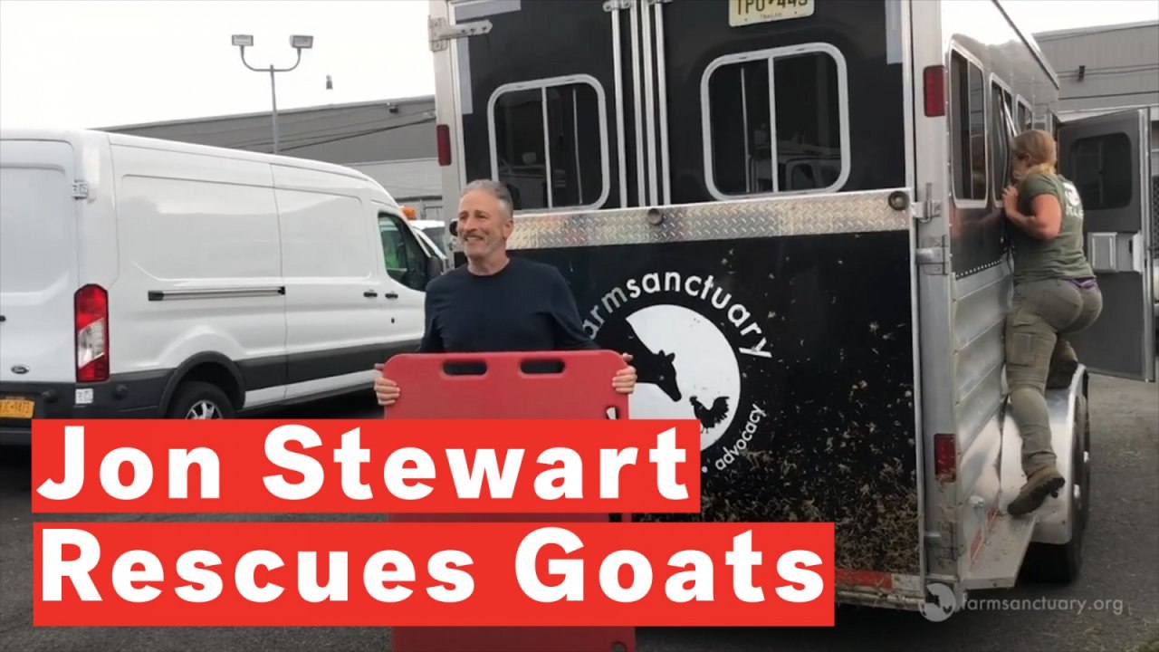 Jon Stewart Help Rescue Lost Goats On Brooklyn Subway Tracks