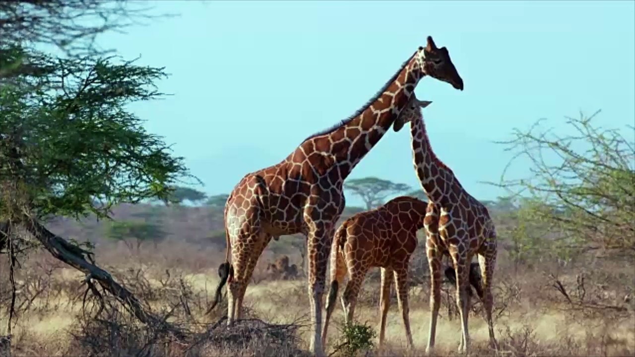 Giraffe Part Trading Booming in the United States