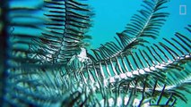 Watch these mesmerizing feather stars and their animal invaders