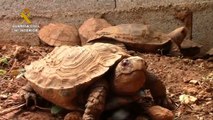 Three People Arrested After Police Bust Illegal Turtle Farm In Spain