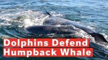 Dolphins Defend Humpback From Undesired Mating Attempt