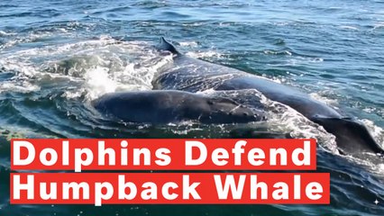 Dolphins Defend Humpback From Undesired Mating Attempt