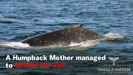 Dolphins Defend Humpback From Undesired Mating Attempt