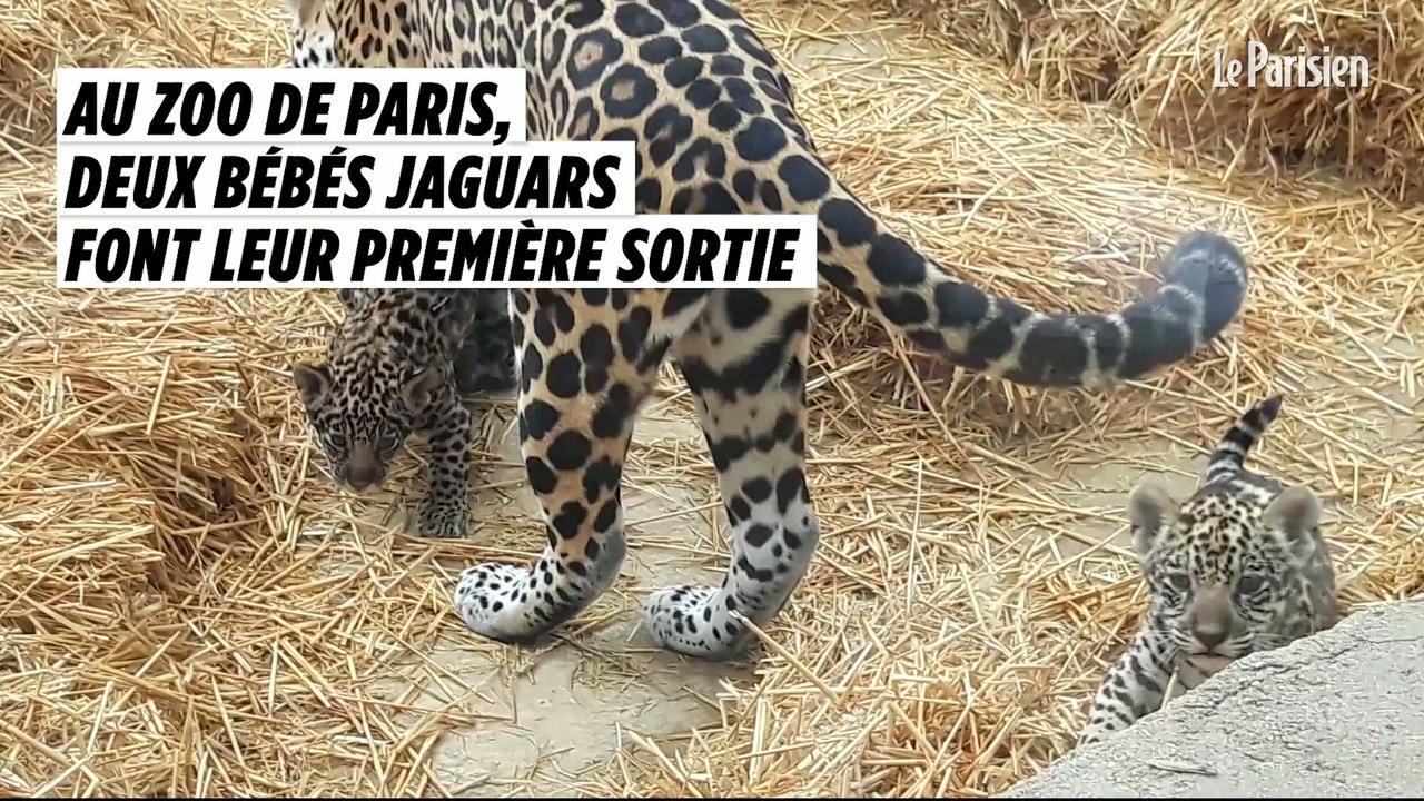 Deux bébés jaguars du zoo de Paris font leur première sortie