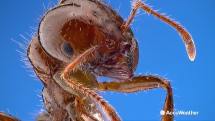 Did Hurricane Harvey lead to the rise of fire ants?
