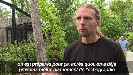 Lenca et Aloha, bébés jaguars nés au parc zoologique de Paris