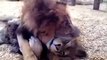 Irmãos leões resgatados de circo não param de se abraçar em reencontro emocionante
