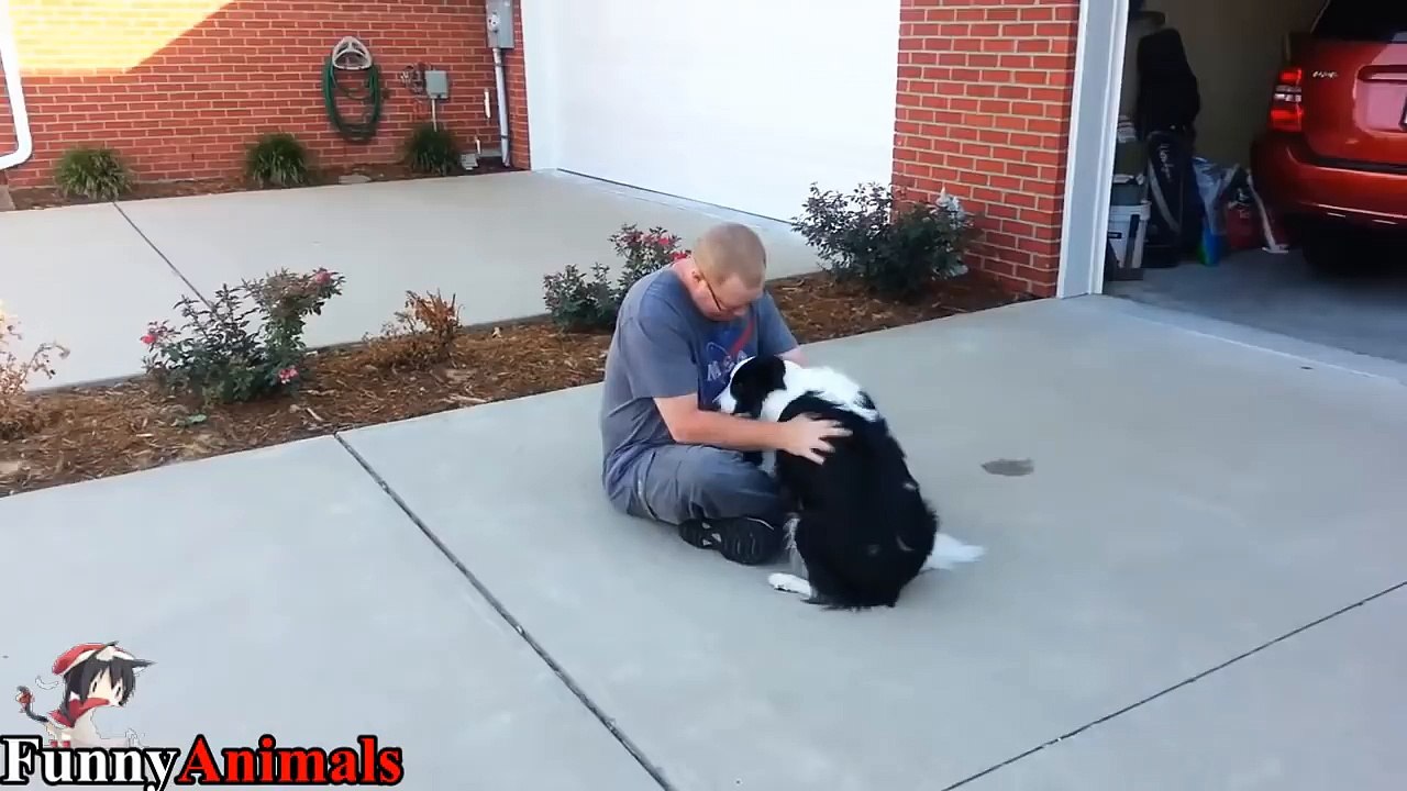 Funniest Border Collie Videos 2017 - Funny Dogs Compilation