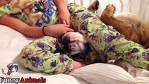 Cute Babies Sleeping With Dogs - Dog Loves Baby Videos 2017