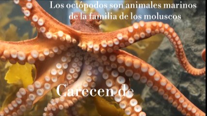 Descubre las maravillas de los pulpos junto a Carlos Michel Fumero