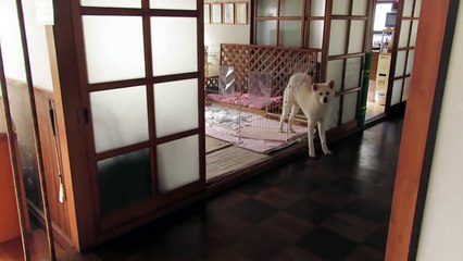 【秋田犬ゆうき】脱走しようとしたら飼い主に見つかり固まる【akita dog】