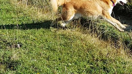 Les vaches aux Glières dernier jour suite