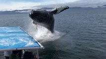 ¡Qué salto! Esta ballena salta fuera del agua cerca de estos turistas