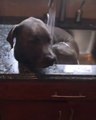 A este perro le encanta bañarse en el fregadero