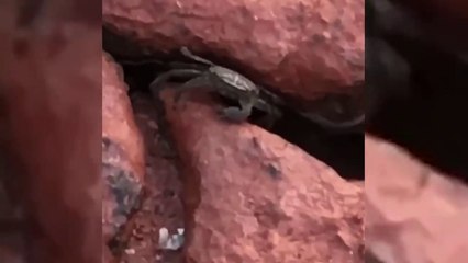 Un crabe menace une touriste