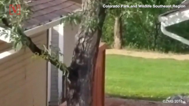 Colorado Parks and Wildlife Officials are Asking Residents to Bear-Proof Homes