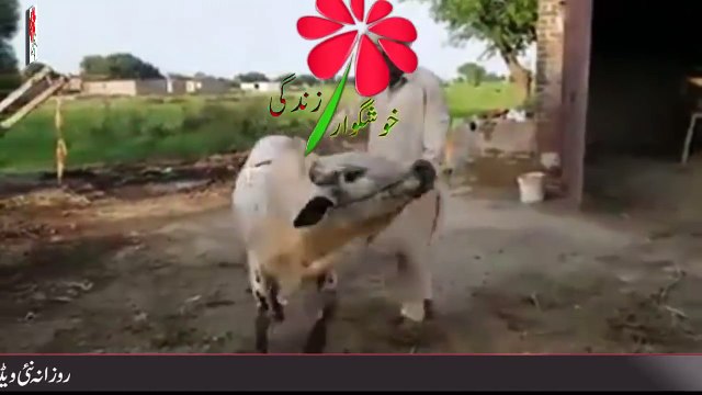 Beautiful Bull Qurbani - Bakra Eid 2018 Latest & Amazing Video - Cow Qurbani