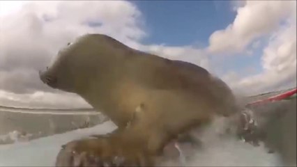 Un bébé phoque adorable rend visite à des surfeurs