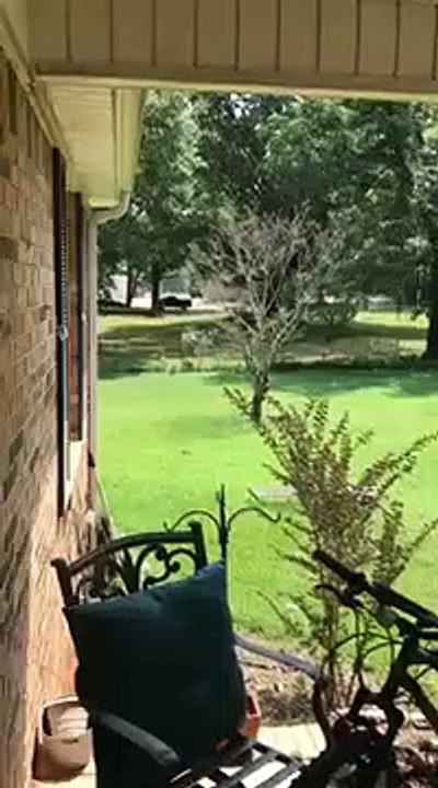 Ce chien aura peur des biches pour le restant de ses jours