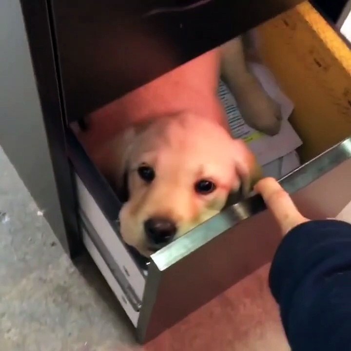 Il emmène son chien au travail, discrètement!