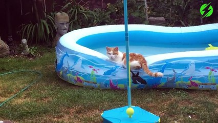 Ce chien va avoir sa revanche sur tout les chats du monde