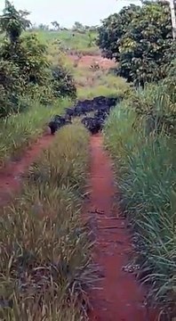 En voiture, il se retrouve face à des dizaines de cochons sauvages