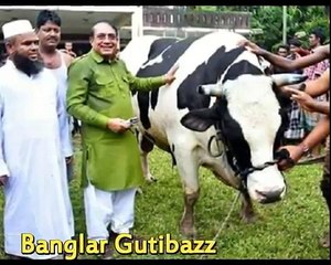ঈদের দ্বিতীয় দিন সুনামগঞ্জে কুরবানি হলো ‘রাজাবাবু’ গরু!! কত টাকায় যে শিল্পপতি কিনলেন জানুন কে সে !!