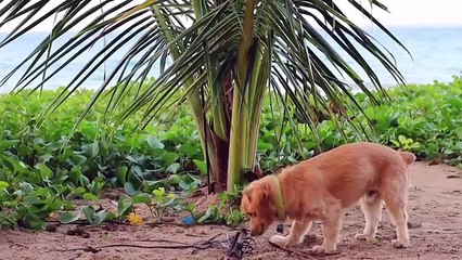 Daniel El Travieso - Cuando Se Te Olvida Traer La Bolsa Para La Caca De Tu Perro.