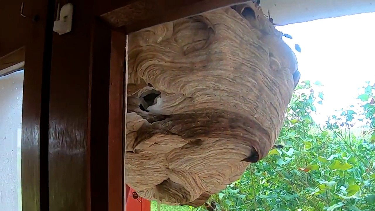 Frelons asiatique dans la maison - Le frelon et les hommes # 1