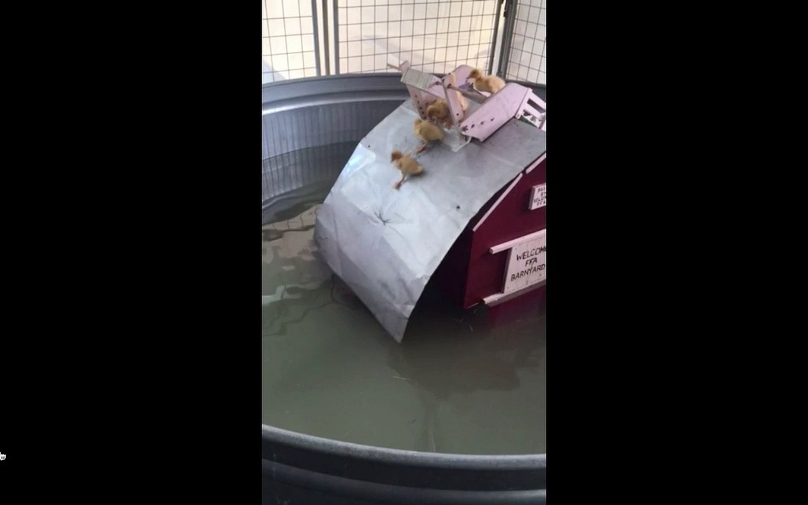 chickens in a pool.