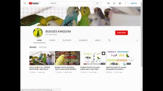 BUDGIES SEED MIX FOR BETTER BREEDING FULL DAIT IN URDU
