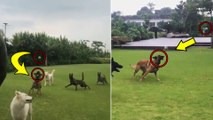 MS Dhoni's Adorable Practice Session With his Dogs