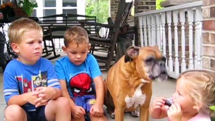 Wow Funny dogs compilation. So funny