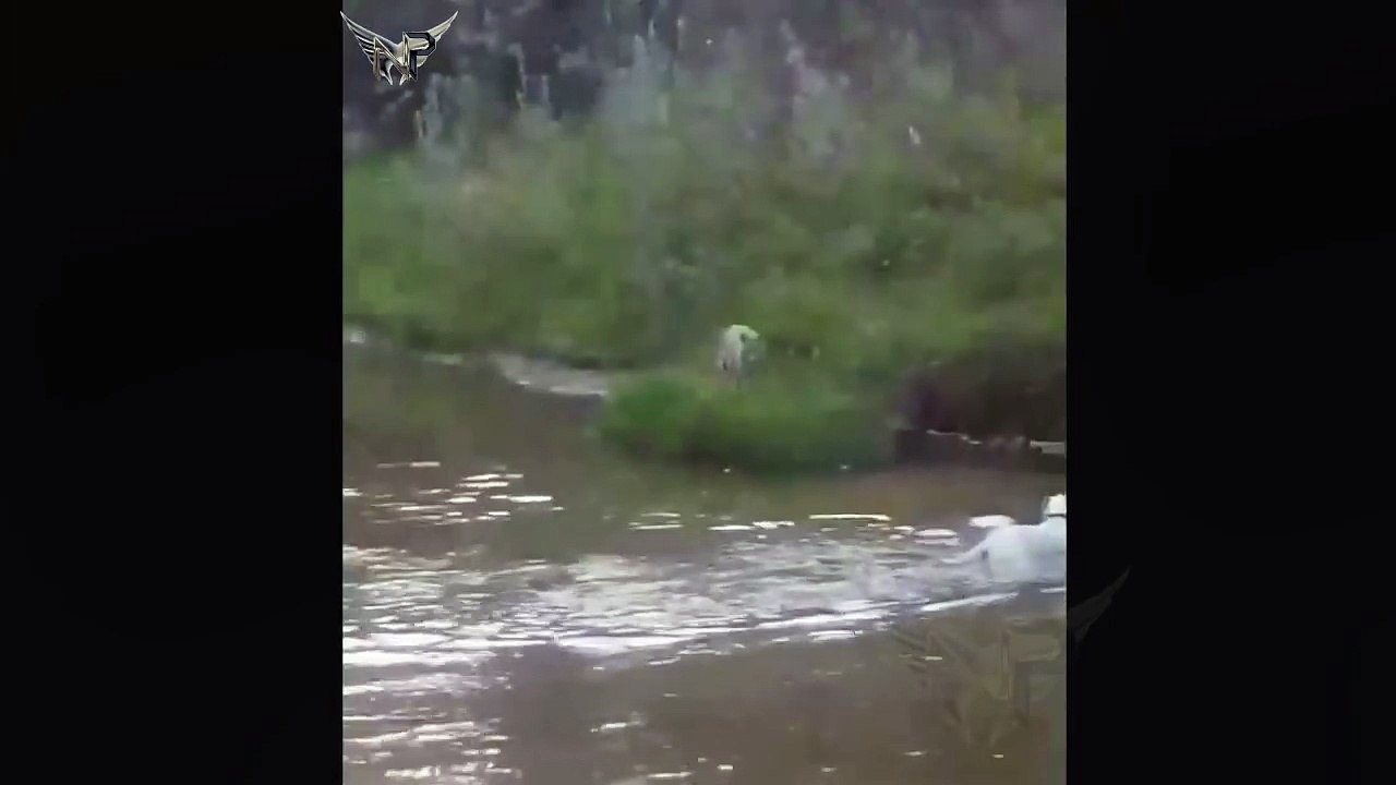 Pitbull gören kurt kaçacak delik aradı