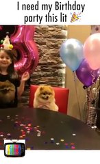 I need my Birthday party this lit, Puppy Birthday