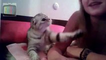 Adorable Kitten Demands Kiss From This Girl